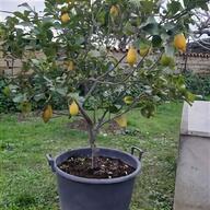 piante limoni grande usato