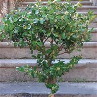 bonsai tasso usato