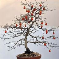 bonsai giapponese usato