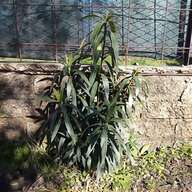 agave pianta usato