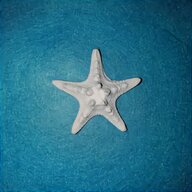 stella marina vera usato