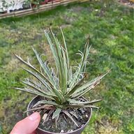 agave variegated usato