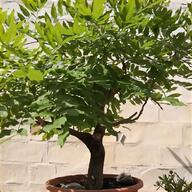 bonsai yamadori usato