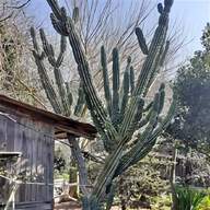 cactus canyon usato