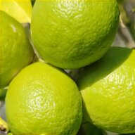 piante limoni usato