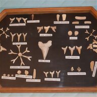 dente squalo fossile usato
