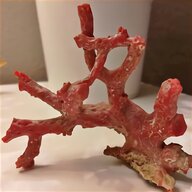 ramo corallo rosso usato