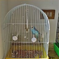 swarovski pappagallo usato