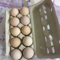 uova quaglia usato