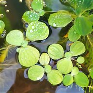 pianta galleggiante acquario usato