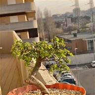 bonsai ficus usato