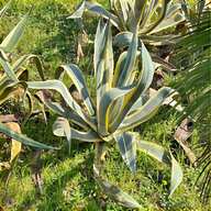 rare agave usato