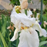 iris germanica usato