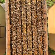 nuclei d api usato