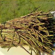asparagi usato