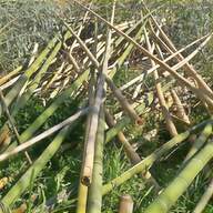 bambù usato