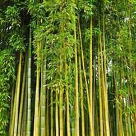 bambu canne usato
