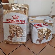cavalier king cuccioli usato