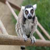 lemur usato