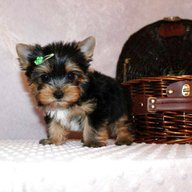 yorkshire terrier toy regalo usato