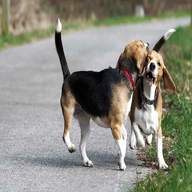 beagle caccia usato