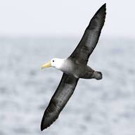 albatros usato