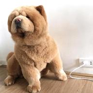 chow chow peluches usato