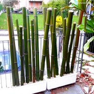 canne bambu bambu usato