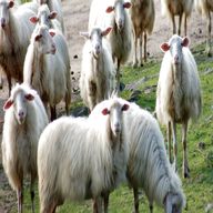 pecore razza sarda usato