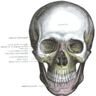 cranio umano usato