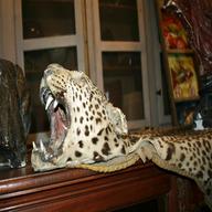 tappeto leopardo usato