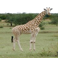 giraffa usato