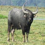 bufalo usato