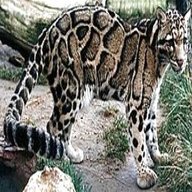 leopardo nebuloso usato