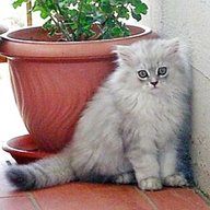 gatto persiano chinchilla usato