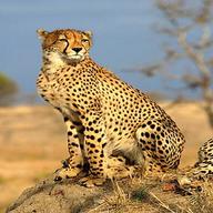 ghepard usato