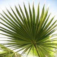 palma nana usato
