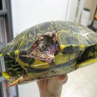 tartaruga acquatica usato