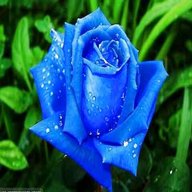 semi rose blu usato