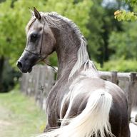 arabo cavallo usato