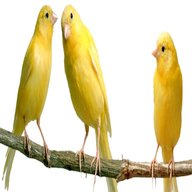 uccelli canarini usato