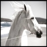white horse usato