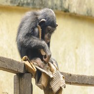 scimpanze usato