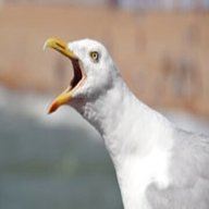 seagull usato
