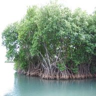 mangrovie usato
