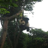 panda van usato
