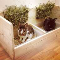casette conigli usato
