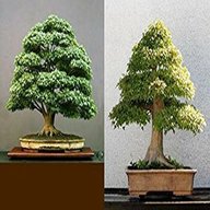 semi bonsai usato