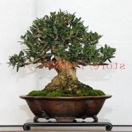 bonsai ulivo usato
