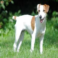 parson jack russell terrier usato